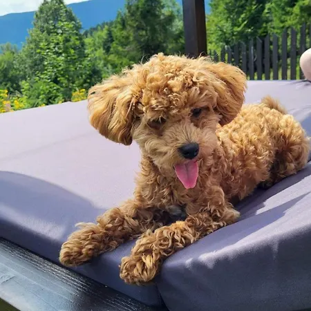 Alemilo Mini - Z Balia I Widokiem Na Babia Gore Vakantiehuis *