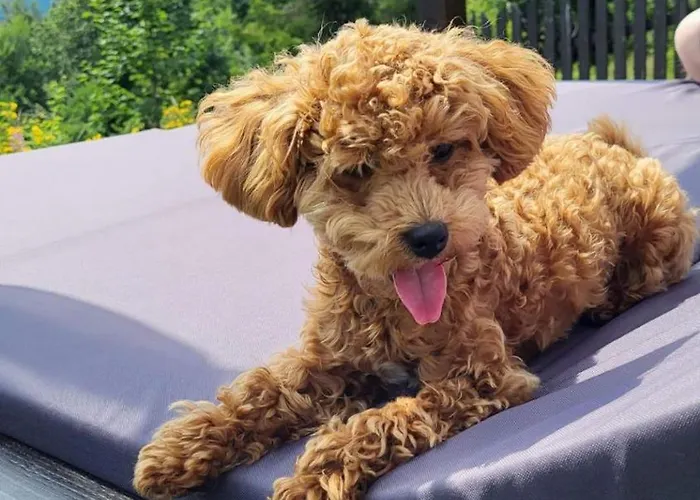 Alemilo Mini - Z Balia I Widokiem Na Babia Gore Casa vacanze *